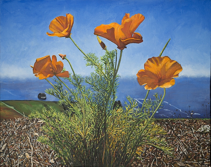 poppies blue