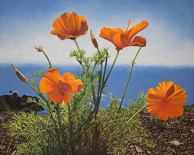 poppies white