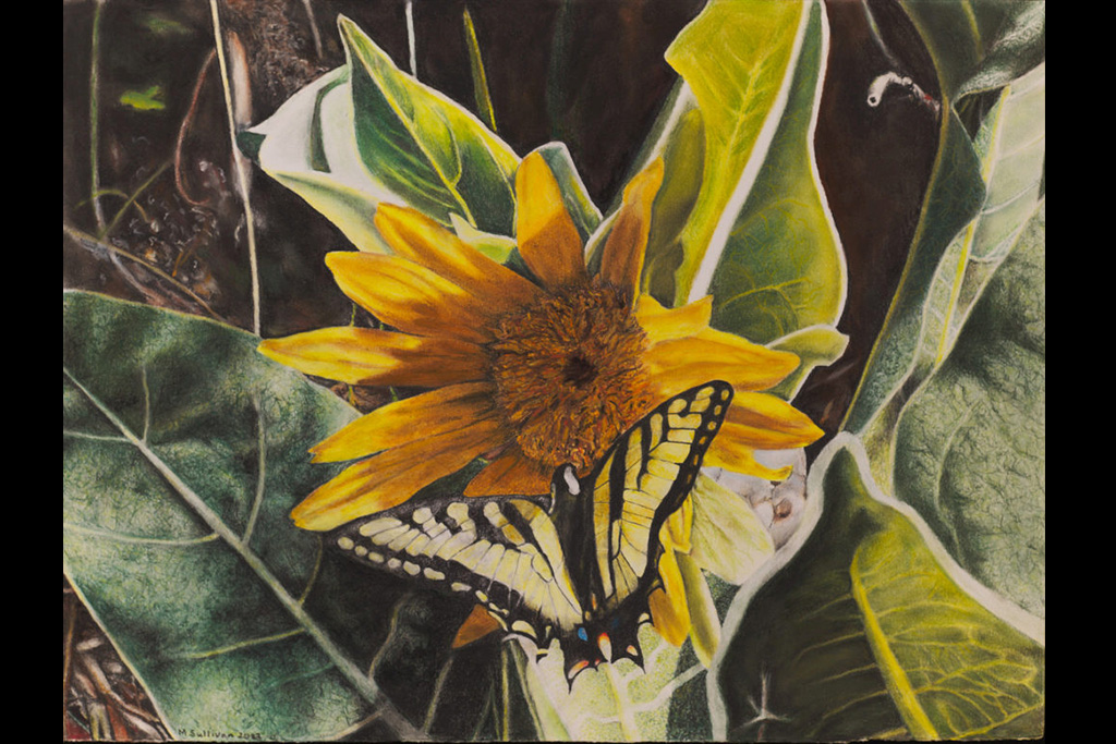 sunflower and butterfly