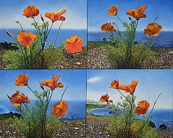4 poppies in different colors study