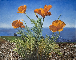 poppies blue oil painting