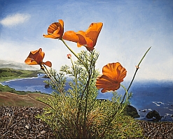poppies yellow oil painting