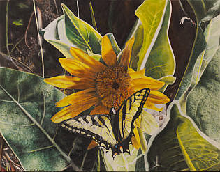 sunflower and butterfly pastel drawing